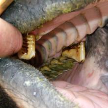 Often incorrectly referred to as 'hooks', this patient has abnormal molar extensions caused by malocclusion