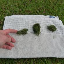 Wads of grass as a result of feed packing around the teeth
