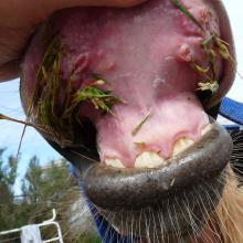 Painful lesions on the upper lip caused by Chilean Needle Grass
